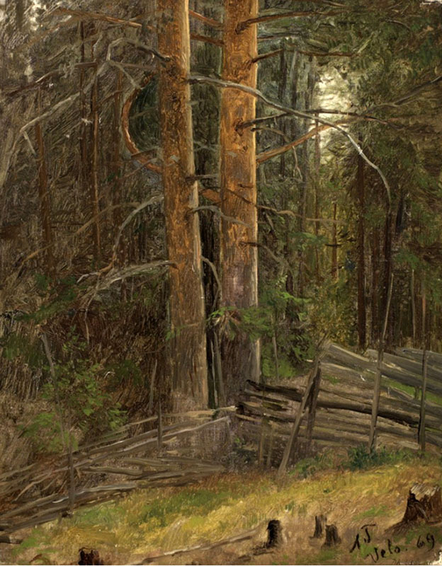 Forest Interior 